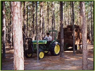 Pine straw collection.