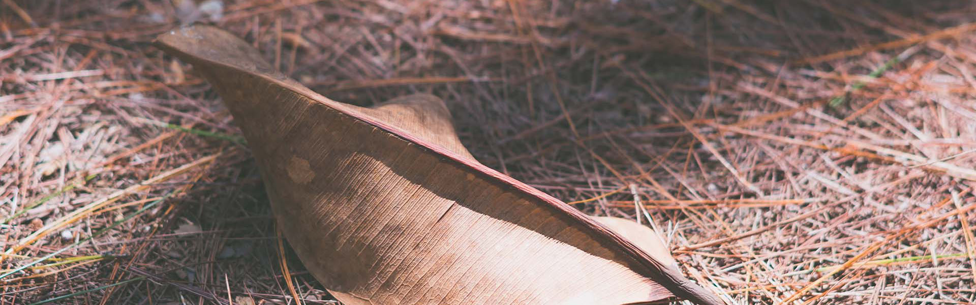 Atlanta Pine Straw, Wholesale, Bulk Putnals Premium Pine Straw