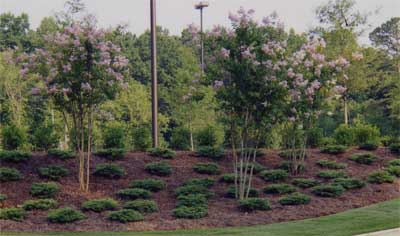 Highest Quality Wholesale Pine Straw applied to landscape.