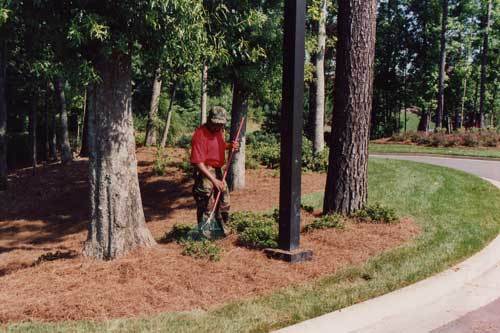 A professionalist spreading pine straw.
